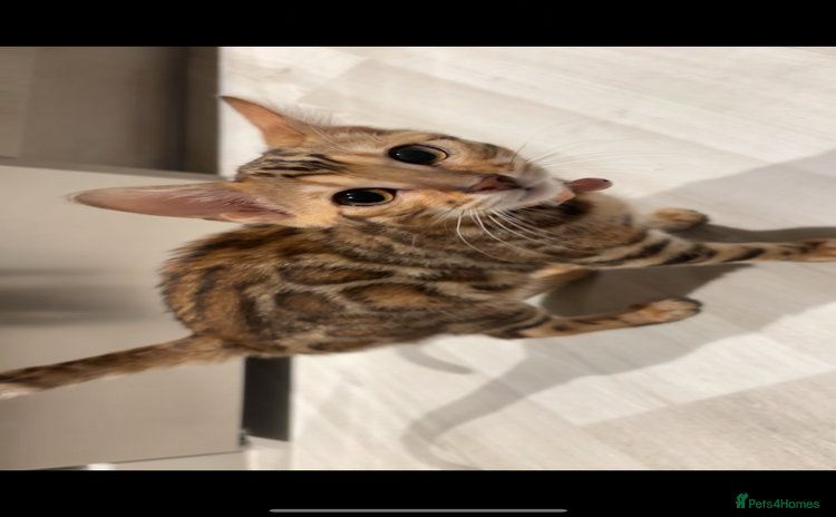 Bengal cats - Advert 2