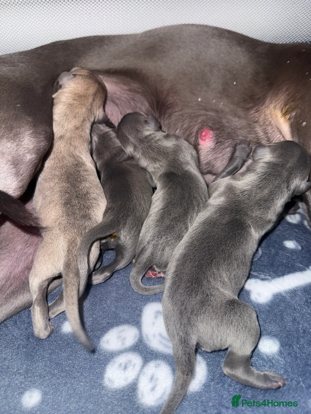 Whippet dogs for sale: Beautiful KC registered whippet pups - Advert 3