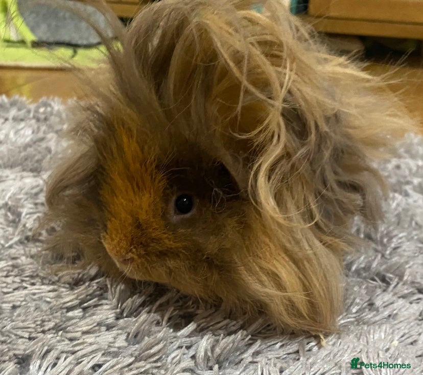 Guinea Pig rodents Lunkarya - Advert 1