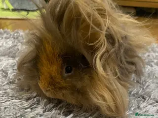 Guinea Pig rodents Lunkarya - Advert 1