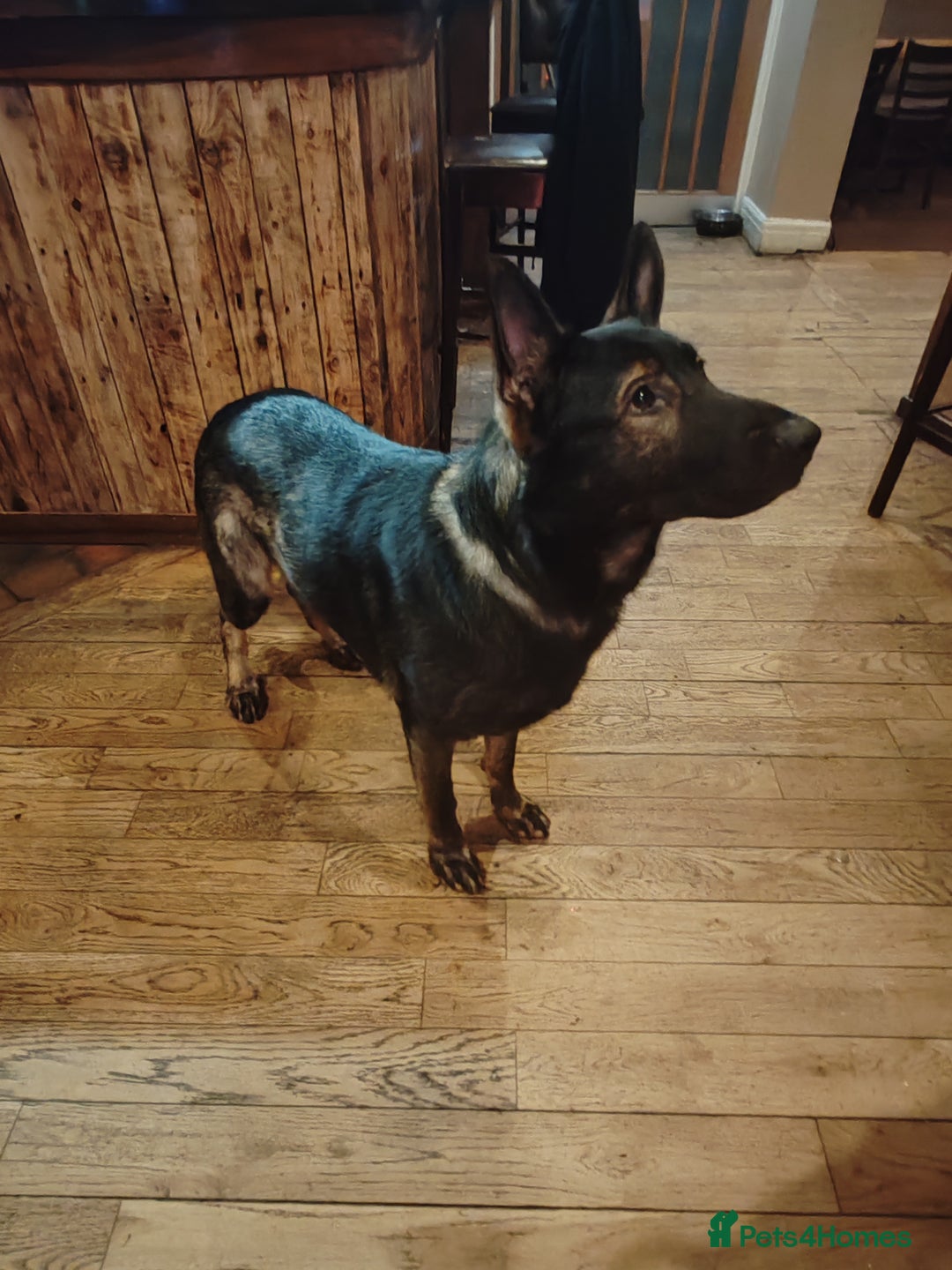 German Shepherd dogs for stud: KENSESQUI SIMBA (Simba) - Advert 27