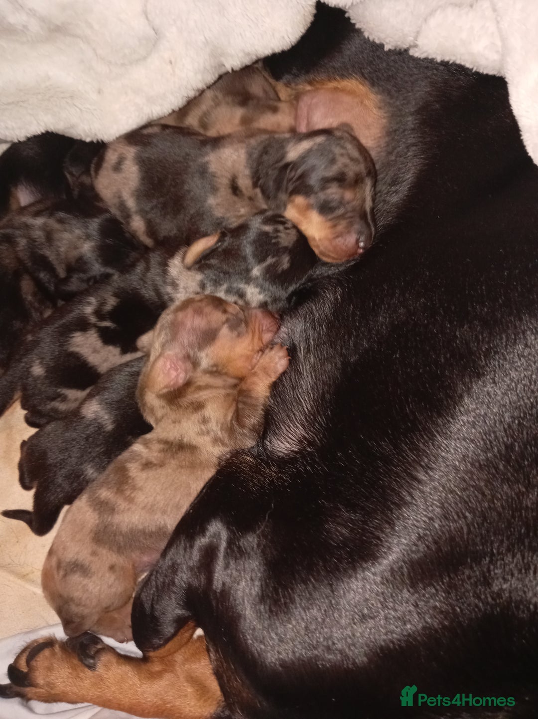 Dachshund dogs for sale: Daushund puppies  - Advert 16