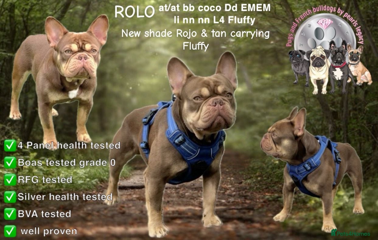 French Bulldog dogs ROJO AND TAN CARRYING FLUFFY RFG0, health clear in Hastings - Advert 19