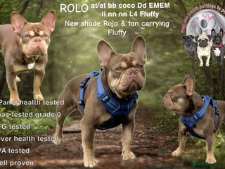 French Bulldog dogs ROJO AND TAN CARRYING FLUFFY RFG0, health clear in Hastings - Advert 20
