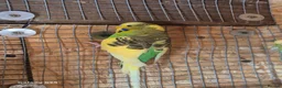Budgerigars birds for sale: Budgies for sale :)  - Advert 4