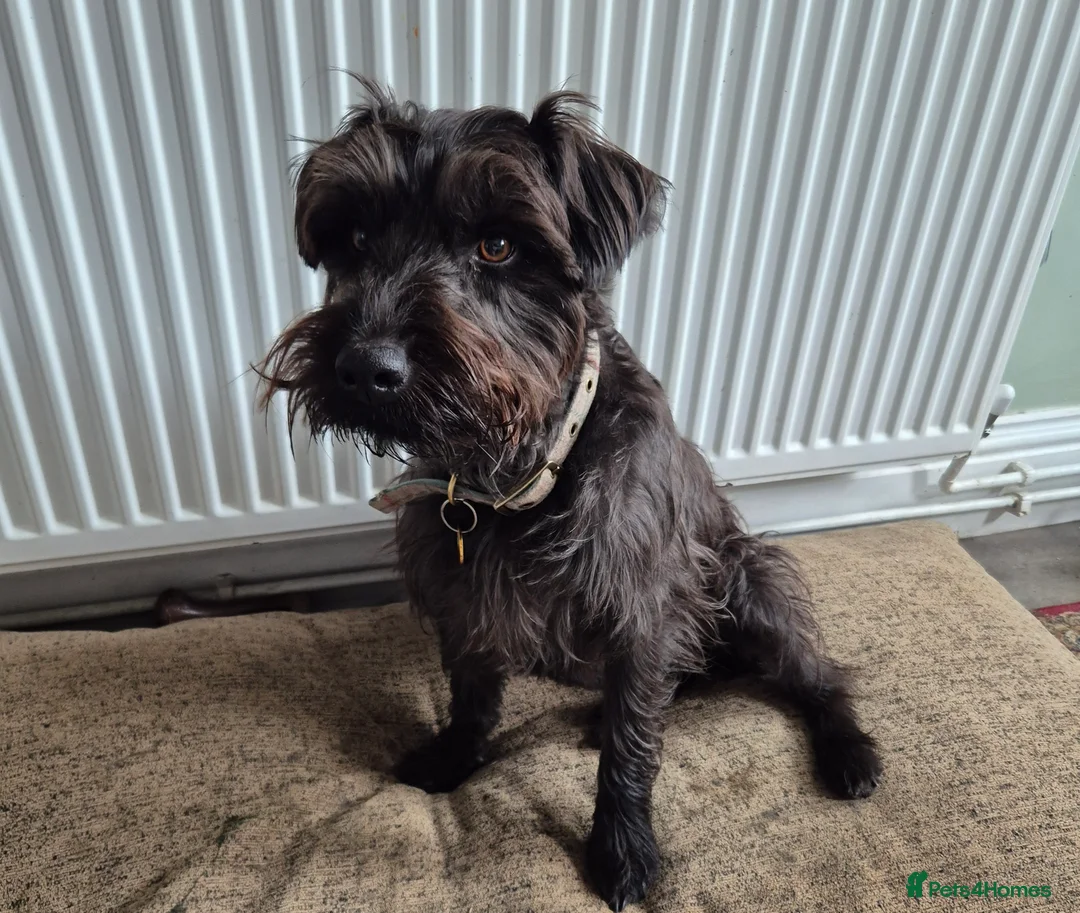 Patterdale Terrier dogs for stud: Patterdale/ Black Fell Terrier for Stud  - Advert 3