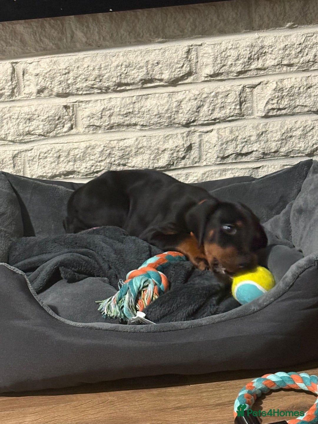 Dobermann dogs for sale: Stunning male dobermann puppy - Advert 5