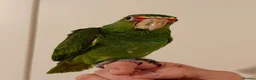 Parrots birds for sale: Baby White Fronted Amazon Parrot Hand Reared - Advert 8
