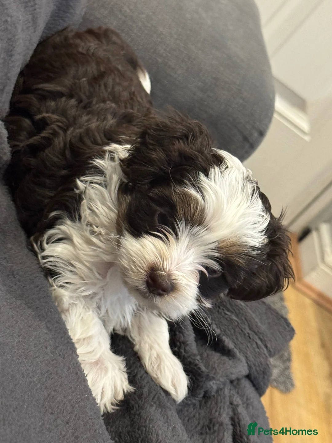 Yorkshire Terrier dogs for sale: Stunning Blue-Eyed Biewer Yorkshire Terrier Girl  - Advert 1