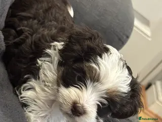 Yorkshire Terrier dogs Stunning Blue-Eyed Biewer Yorkshire Terrier Girl - Advert 6