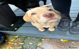 Labrador Retriever dogs for sale: LABRADOR PUPPY BOY READY FOR NEW HOME   - Image 22