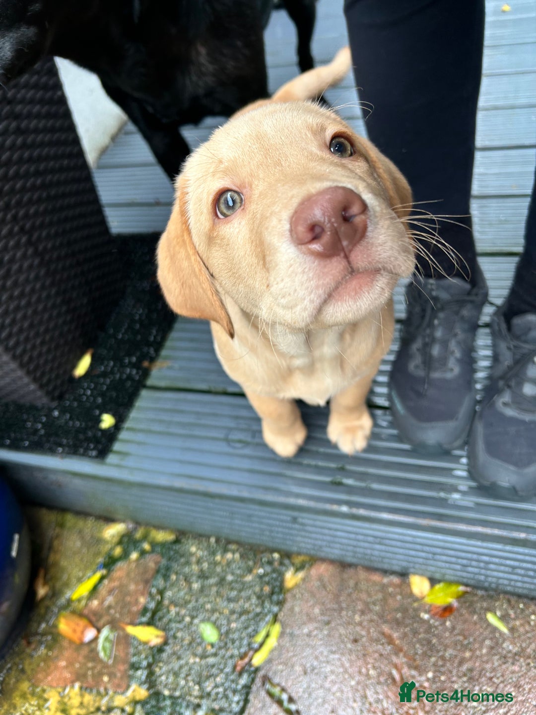 Labrador Retriever dogs for sale: LABRADOR PUPPY BOY READY FOR NEW HOME   - Image 22