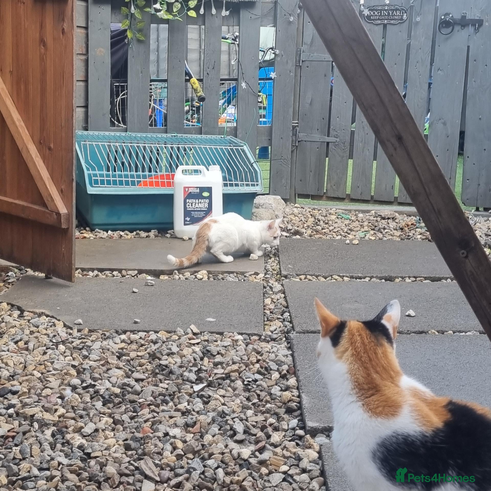 Mixed Breed cats 2 kittens left - Advert 1