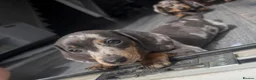 Miniature Dachshund dogs for sale: Silver dapple miniature  Dachshund female  - Advert 5