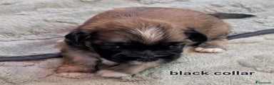 Lhasa Apso Puppy black collar 