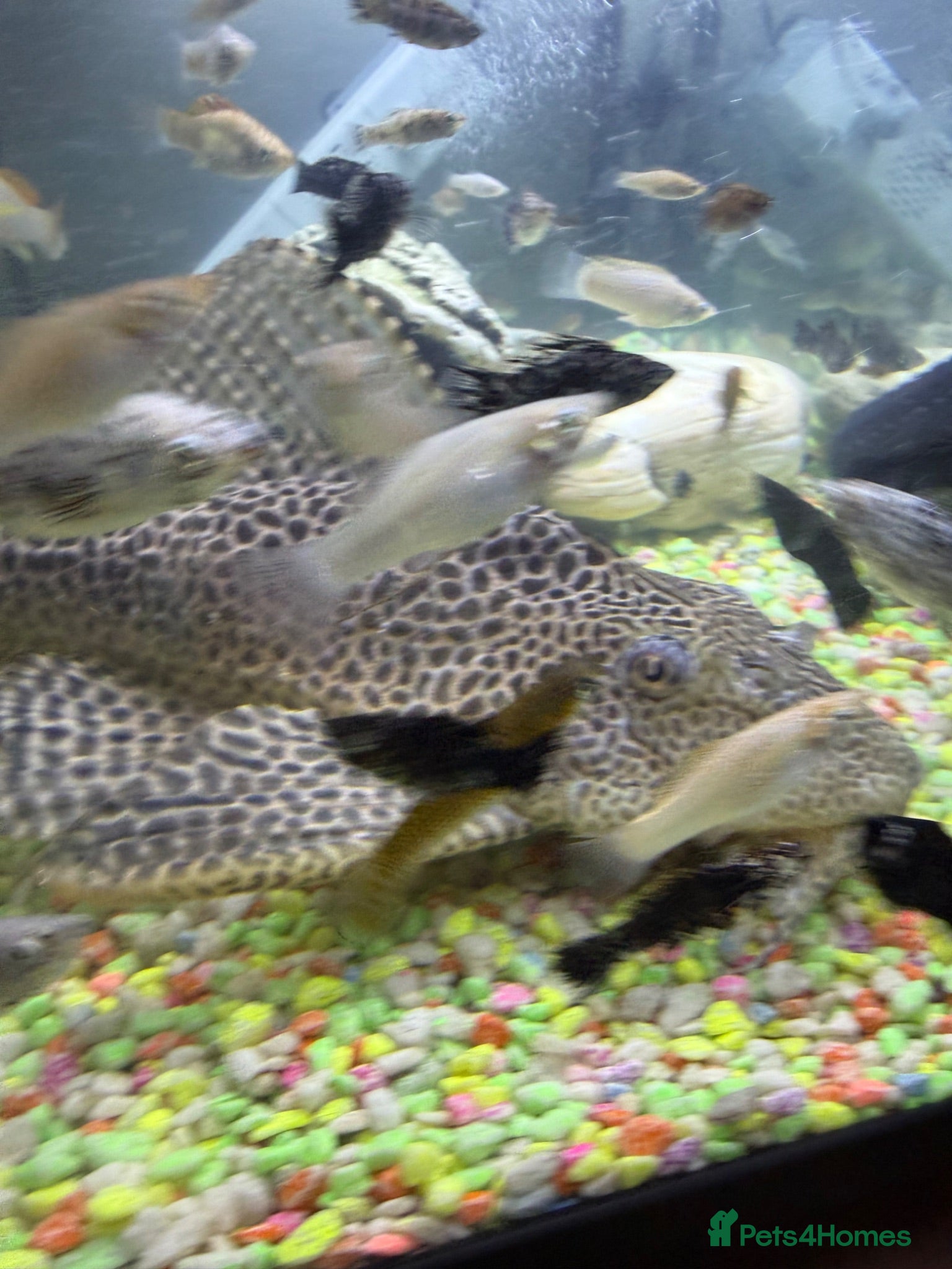 Catfish fish Huge Sailfin Pleco Ready For Large Tank 36cm - Advert 1