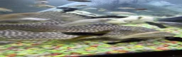 Catfish fish for sale: Huge Sailfin Pleco Ready For Large Tank 36cm - Advert 1