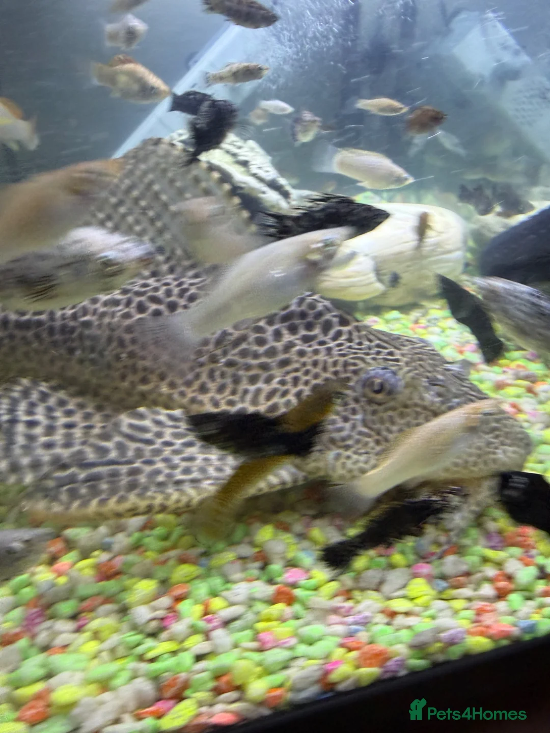 Catfish fish for sale: Huge Sailfin Pleco Ready For Large Tank 36cm - Advert 1