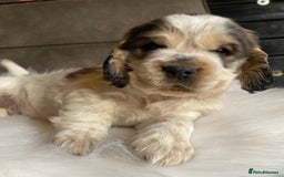 Cocker Spaniel dogs for sale: Chunky KC Cocker Spaniel puppies for sale  - Image 7