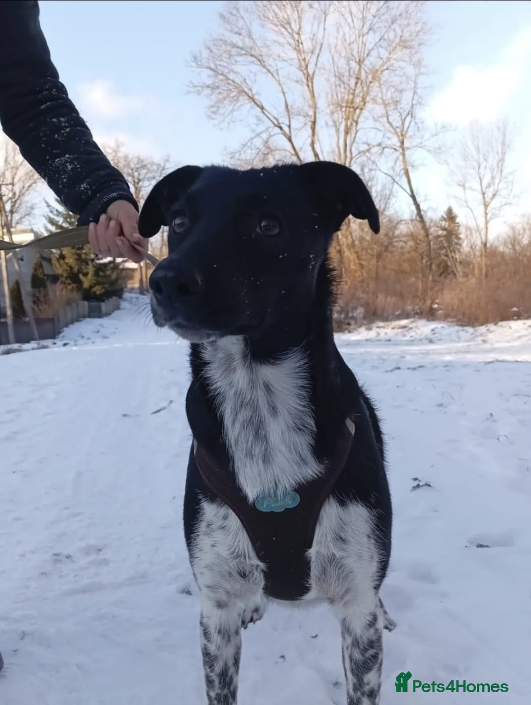 Mixed Breed dogs for adoption: 💖🐶 GEMMIE 🐶💖 - Advert 8