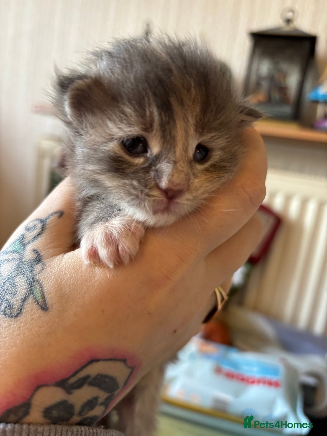 Maine Coon cats for sale: 5 Maine coon babies  - Advert 19