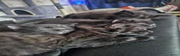 Mixed Breed cats for sale: 8 Week Old Kittens - Advert 5