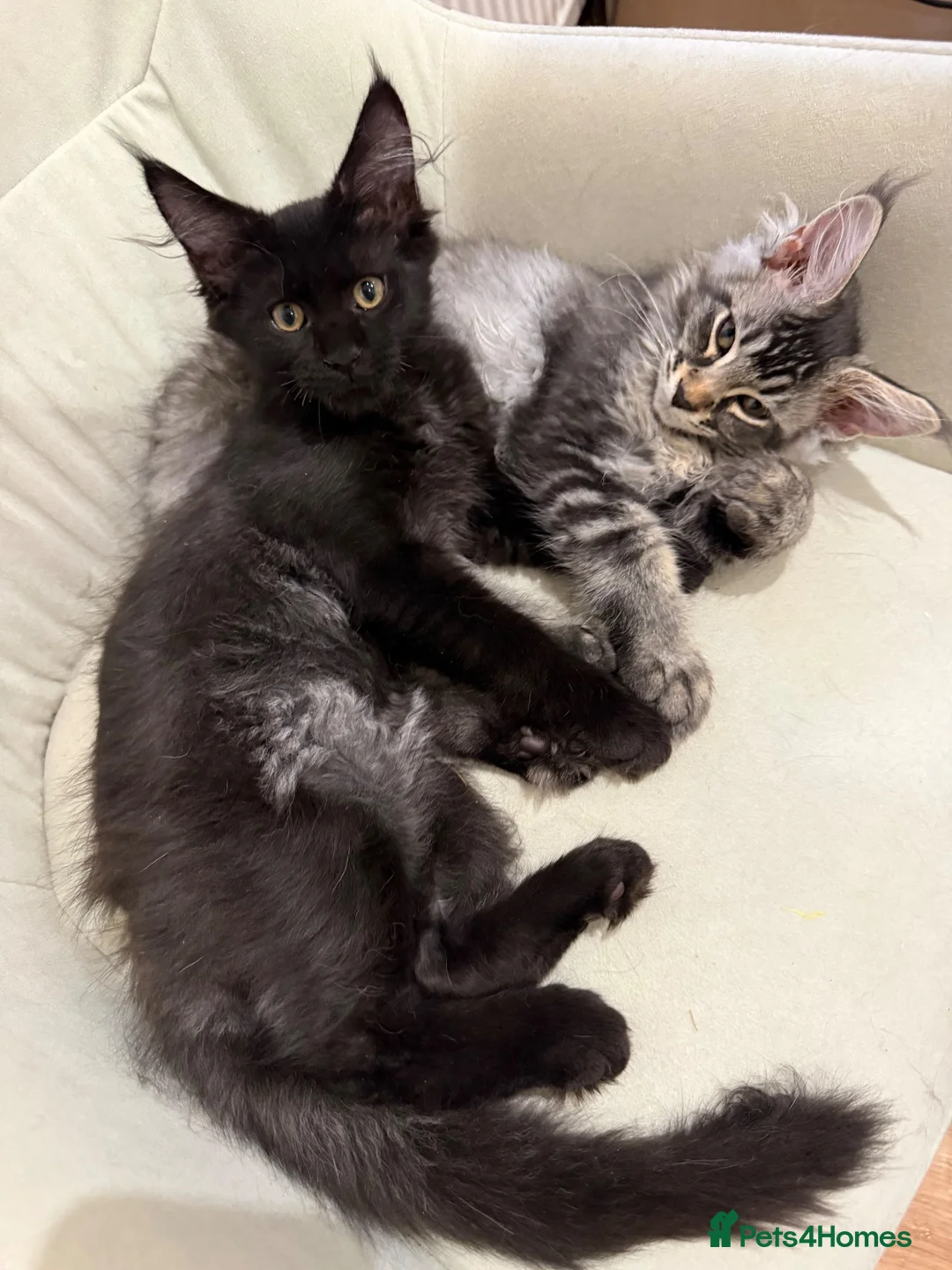 Maine Coon cats for sale: 🐈‍⬛Registered Maine Coons - Advert 2