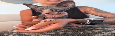 Sphynx 2