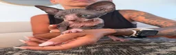 Sphynx cats for sale: Tica registered sphynx kittens  - Advert 21