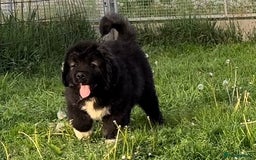 Caucasian Shepherd Dog dogs for sale: 🧸Caucasian Shepherd Puppies Ready Now! 🧸 - Image 4