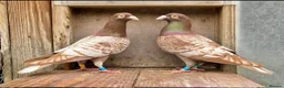 Pigeons birds for sale: Piegons in London - Advert 7