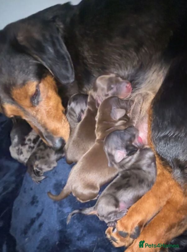 Miniature Dachshund dogs Beautiful Miniature Dachshund Puppies - Advert 1
