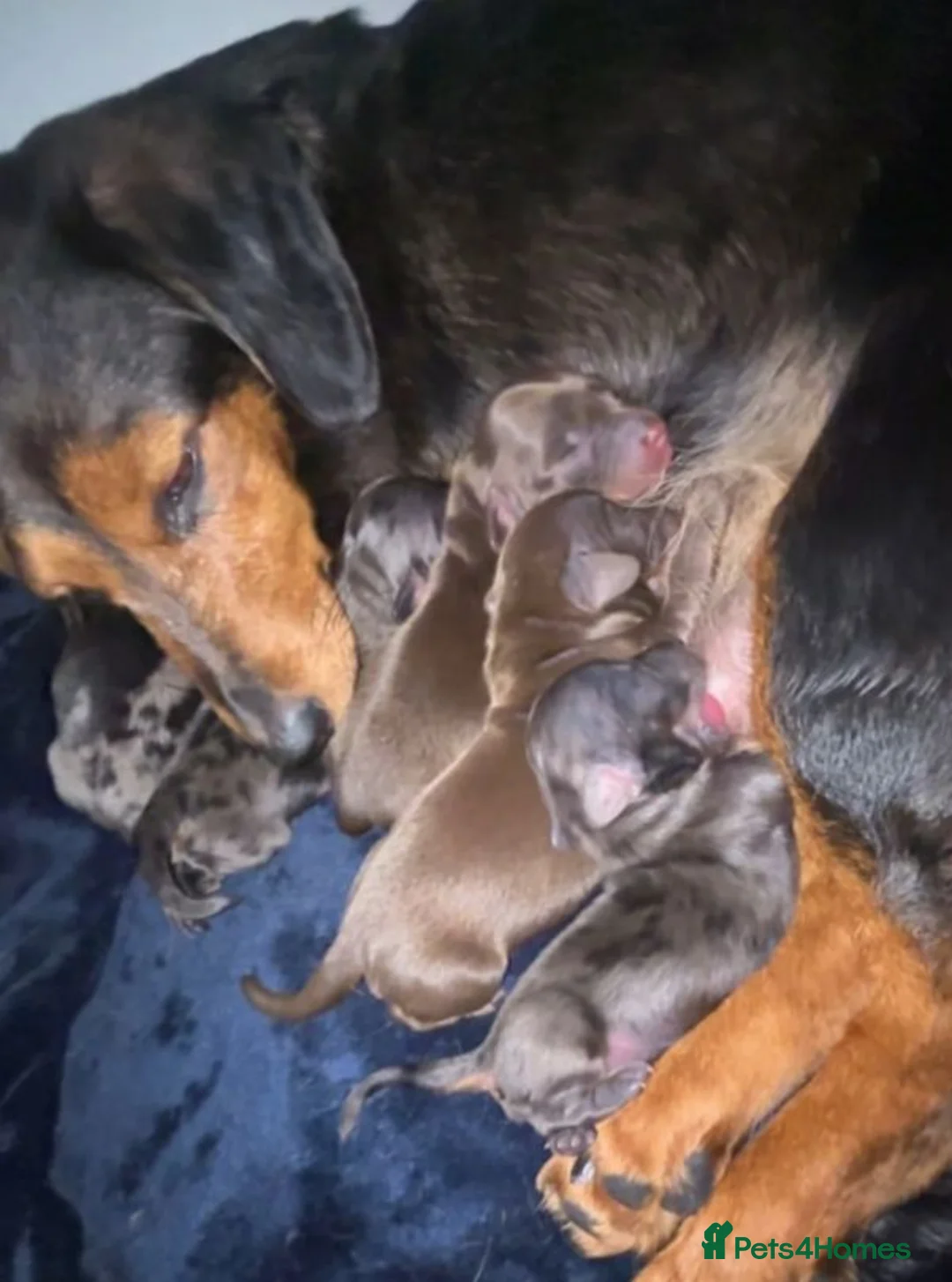 Miniature Dachshund dogs for sale: Beautiful Miniature Dachshund Puppies in Coventry - Advert 1