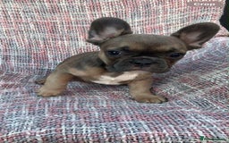 French Bulldog dogs for sale: Ready to leave now frenchbull dog puppies  - Image 2