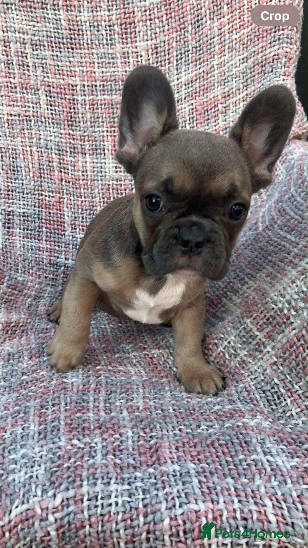French Bulldog dogs for sale: Ready to leave now frenchbull dog puppies  - Image 2