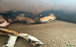 Mixed Breed dogs for sale: Beautiful 2.5 years old Daisy  - Image 3