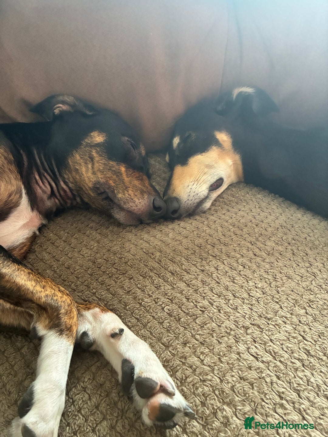 Mixed Breed dogs for sale: Beautiful 2.5 years old Daisy  - Image 3