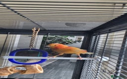 Canaries birds for sale: Canary  - Image 5