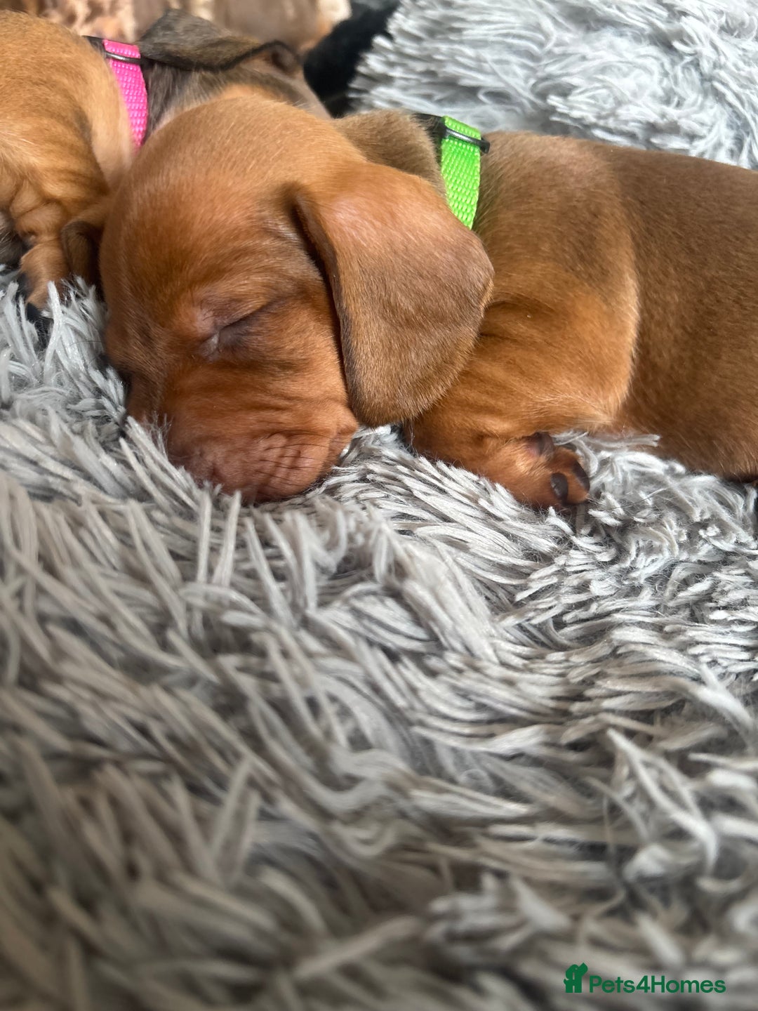 Miniature Dachshund dogs for sale: Beautiful dachshund puppy’s  - Image 10