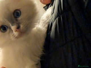 Ragdoll cats Adorable, fluffy, blue eyed Ragdoll kitten - Advert 1