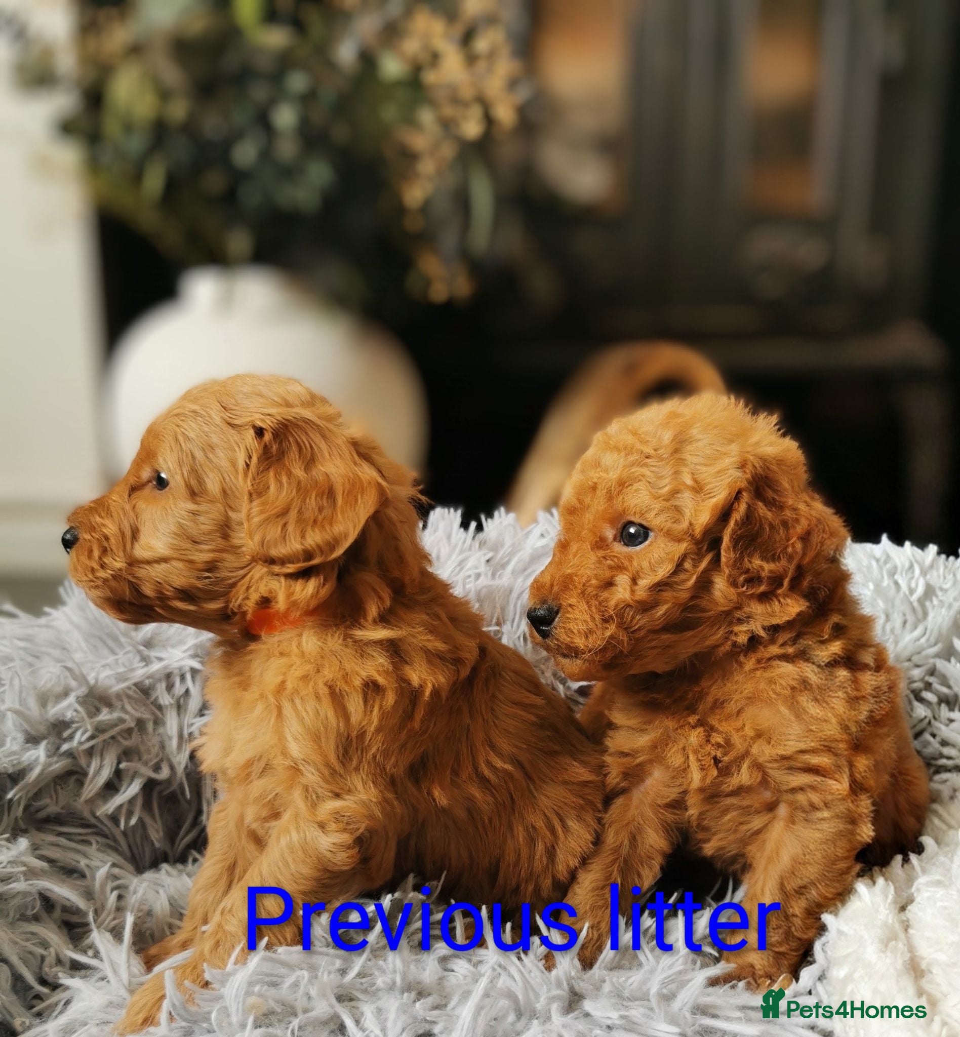 Labradoodle dogs 5⭐ F1 Labradoodles, parents fully Health checked.  - Advert 2
