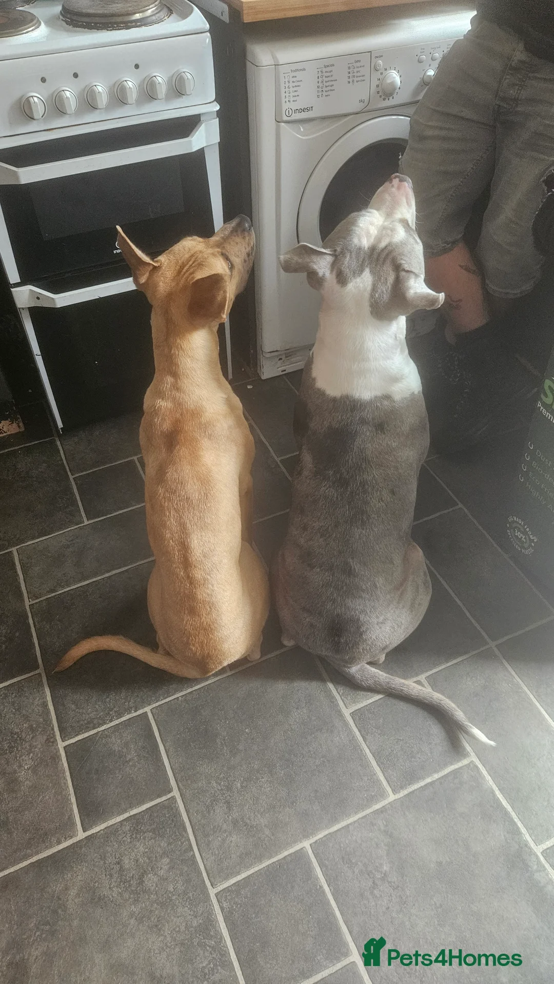 Mixed Breed dogs for sale: Female mixed breed 1 year animal child friendly - Advert 5