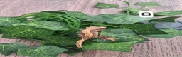 Gecko reptiles for sale: Crested geckos - Advert 16