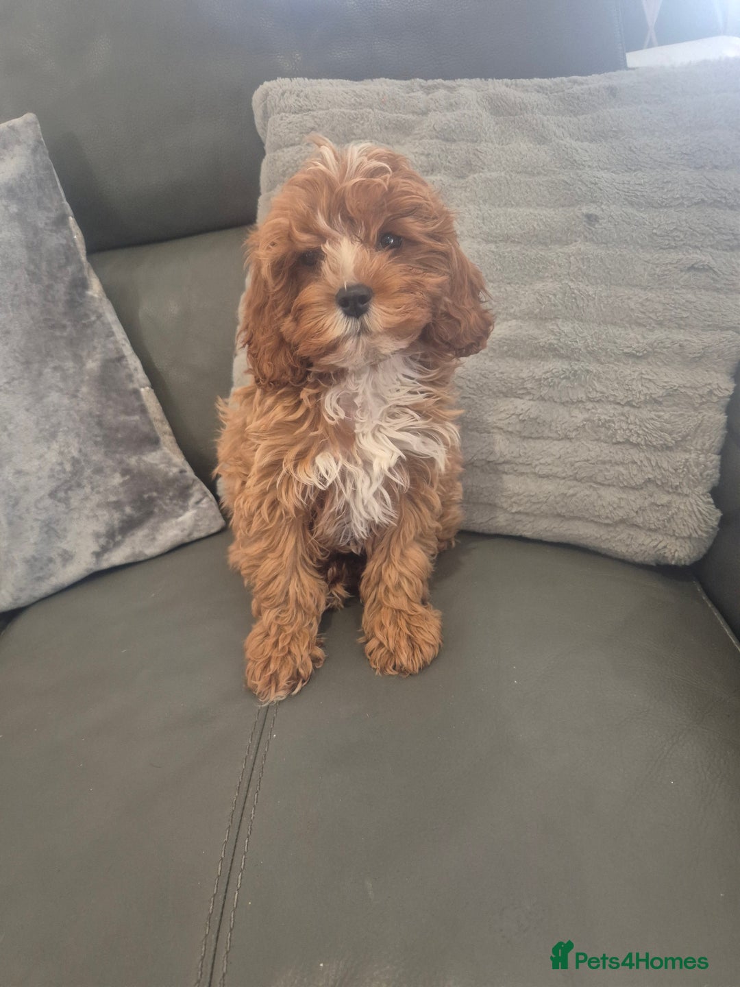 Cavapoo dogs for sale: Stunning Cavapoo Babies - ready this weekend - Image 31
