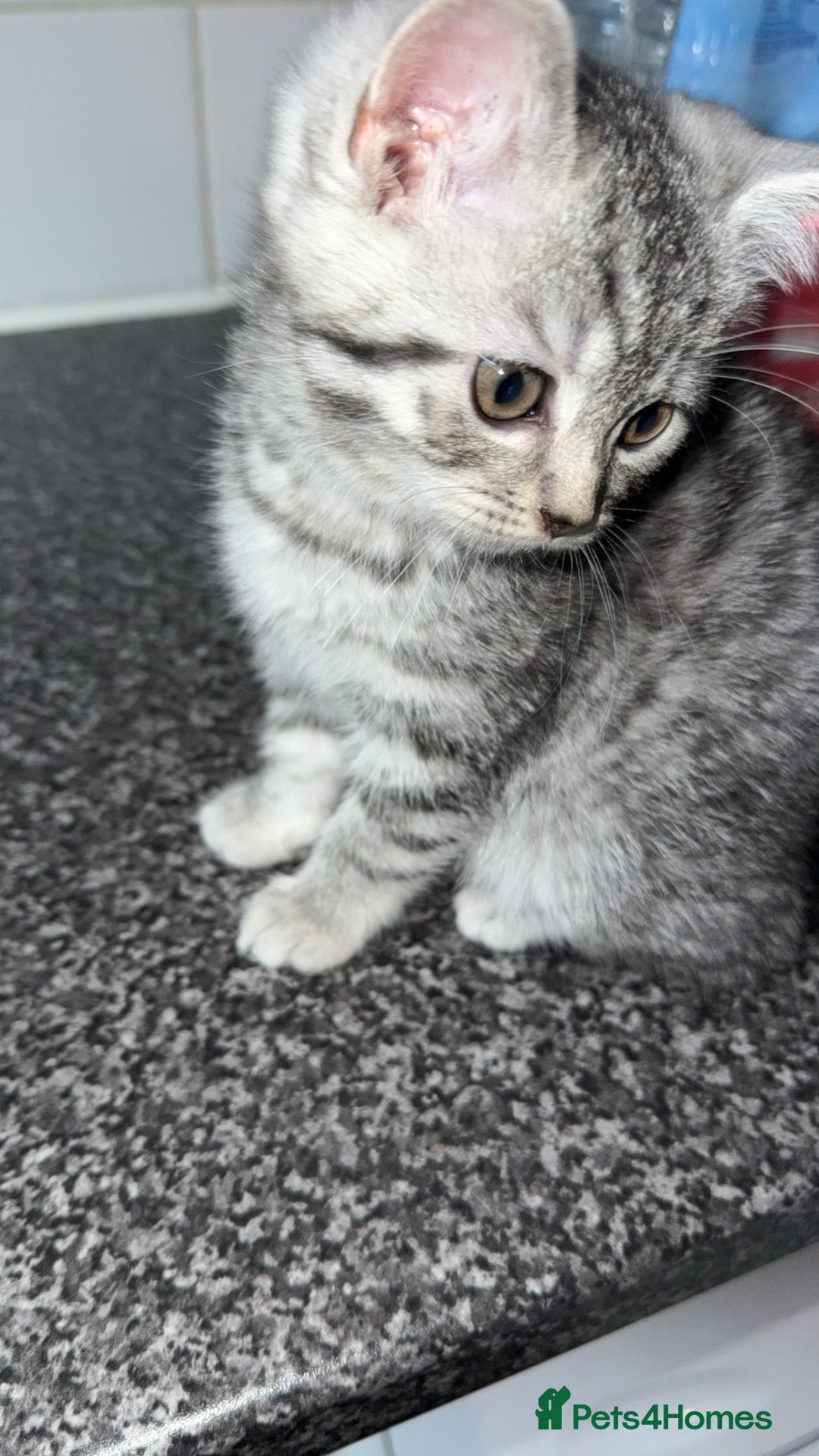 British Shorthair cats for sale: 1 beautiful bsh kitten  - Advert 3