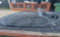 Netherland Dwarf rabbits for sale: Netherland dwarf rabbits  - Image 5