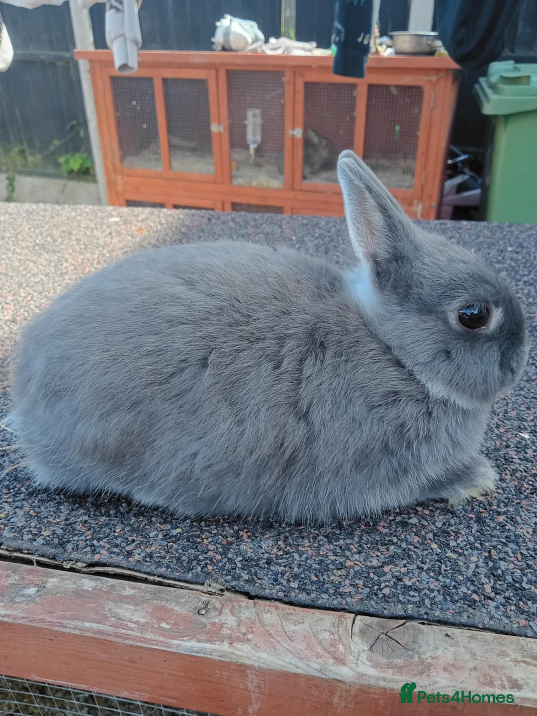 Netherland Dwarf rabbits for sale: Netherland dwarf rabbits  - Image 5