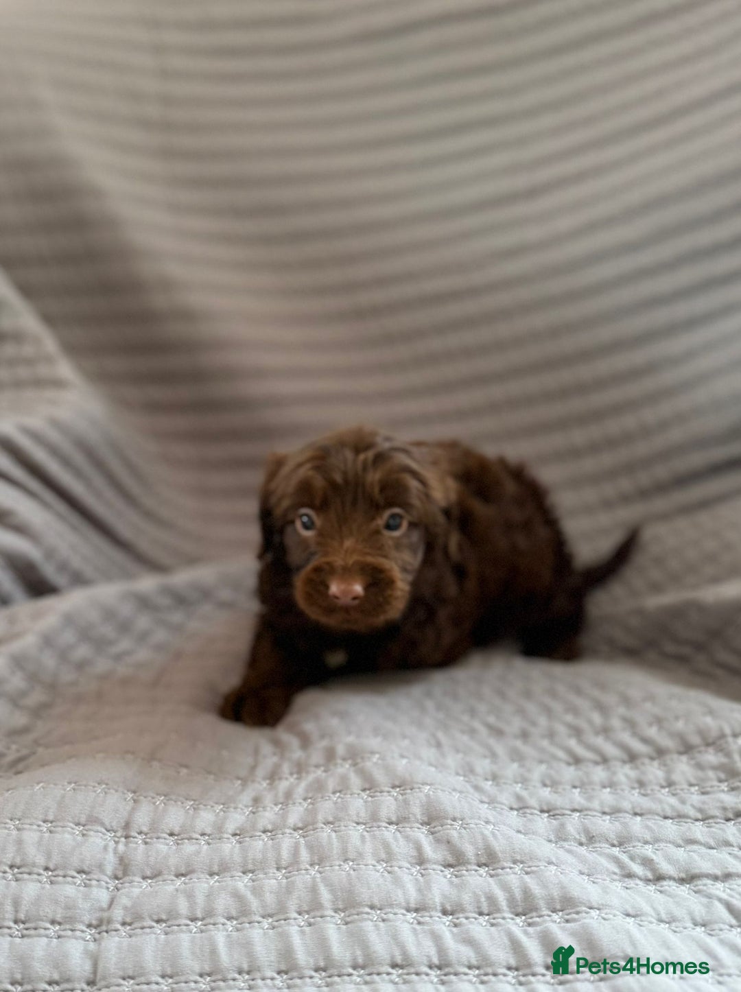 Cockapoo dogs for sale: Cockapoo puppies  - Advert 12