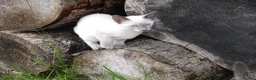 Siamese cats for sale: Adorable Siamese Kittens in Inverness - Advert 9