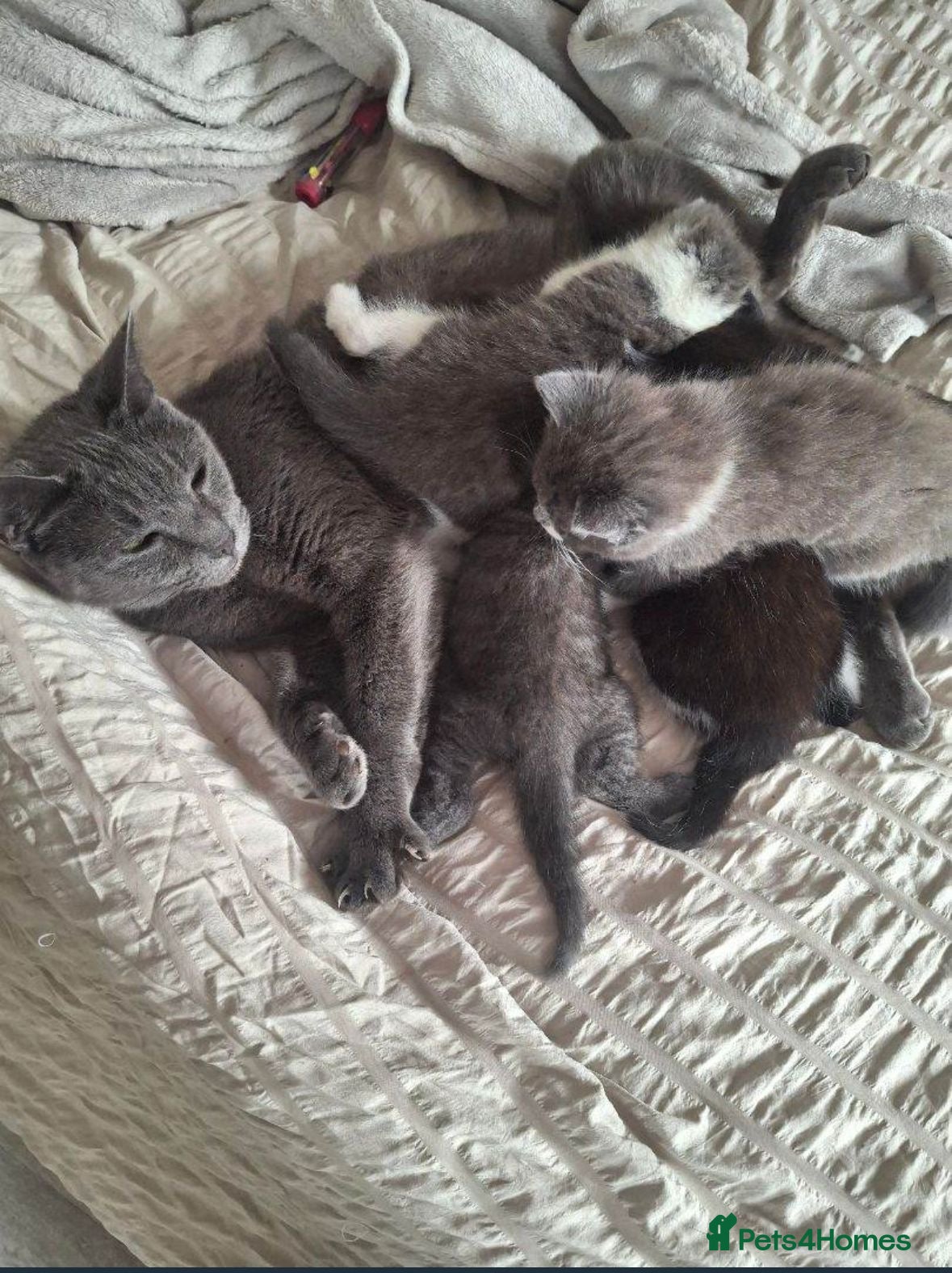 Russian Blue cats Pedigree Russian Blue Kitten - Advert 4